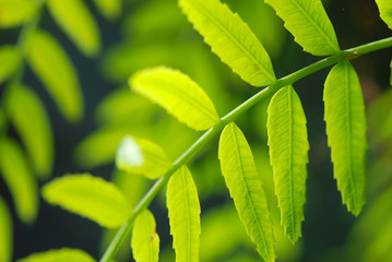 HOJAS DE SCHINUS MOLLE