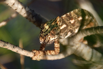 CAMALEÓN