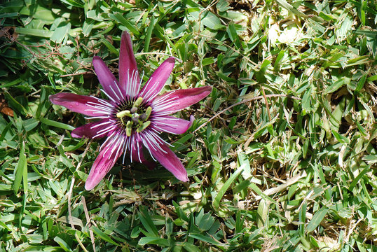 PASSIFLORA INCARNATA