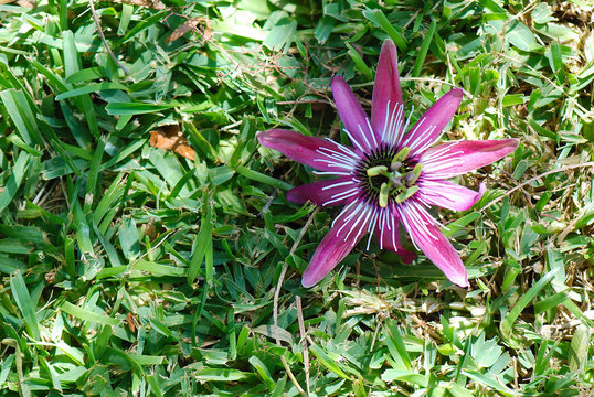 PASSIFLORA INCARNATA
