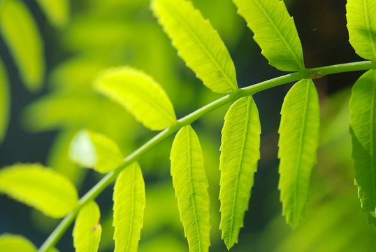 HOJAS DE SCHINUS MOLLE