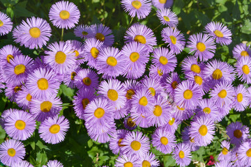 Purple perennial flowers garden asters background