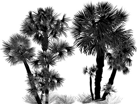 silhouette of palm trees large group on white