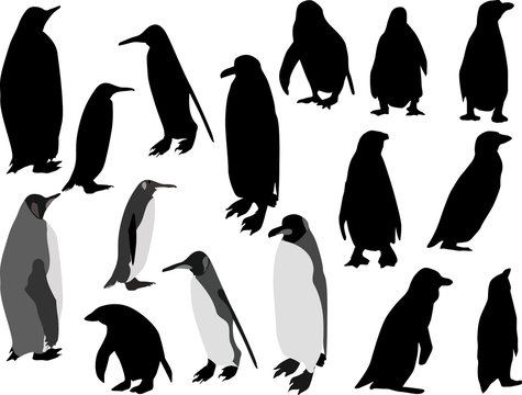 sixteen penguins isolated on white