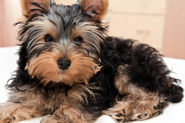 Beautiful puppy yorkshire terrier