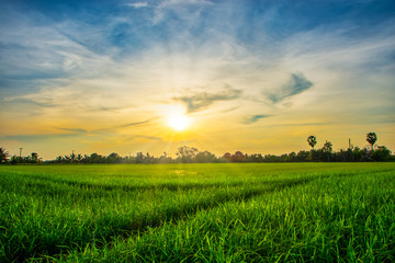 Fototapeta na wymiar Rice fields with solar sky