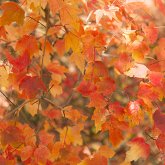Fototapeta na wymiar Colorful autumn leaves background.
