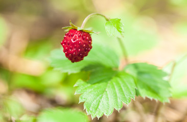 Wild Strawberry in the forest 