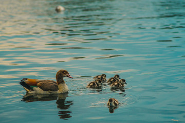 Mother duck and ducklings