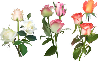Obraz premium three color rose bunches isolated on white