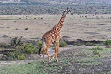 Giraffe in Africa