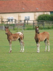 Two Cute Foals