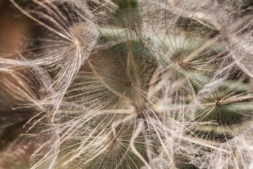 Colored dandelions in the spring in nature, Israel Macro shot