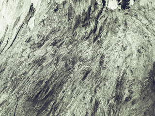 Beautiful old tree in the park. Texture background close up view