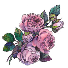 Watercolor drawing of a gentle tender garden of roses on a white background