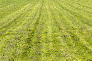 Cut grass, green field, summer concept. Copy space.