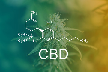 CBD Chemical Formula, before buds harvest indoor grow buds cannabis Macro shot with sugar trichomes. concepts of grow and use of marijuana cbd thc medicinal. Concepts of legalizing herbs weed
