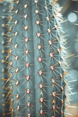 Colored cacti in spring in nature, Israel. Macro shot.