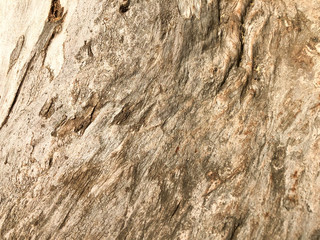 Beautiful old tree in the park. Texture background close up view