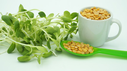 soybean and Sunflower sprout on white back ground.