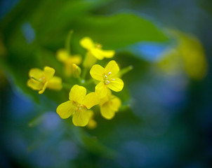 Fototapeta premium Spring yellow flower on a blurred background