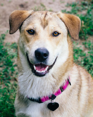 Adorable Labrador Mix Smiles for the Camera