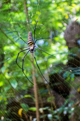 huge spider