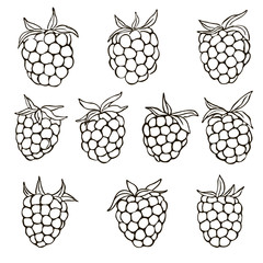 vector contour raspberry berry set coloring book outlined