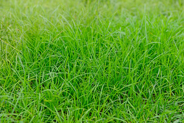Green lawn for background. Nature.