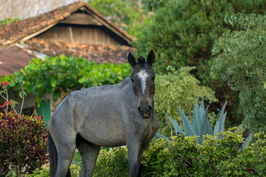 Horse on a coffee plantage in Ometepe, Nicaragua.
