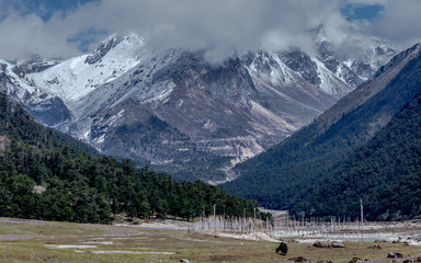 Yumthang valley, a popular tourist attraction and nature camp area on the eastern Himalayas, Sikkim, India