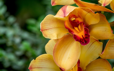 Orange and red Cymbidium orchid hybrid with selective focus, Boat orchid flower at a Greenhouse in eastern Himalayas