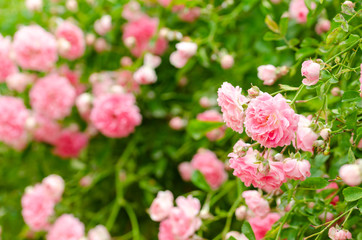 Fototapeta na wymiar Beautiful pink climbing roses in spring in the garden