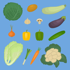 Set of vegetables, isolated on a blue background. There is a potato, zucchini, eggplant, cabbage, cucumber, onion, chinese cabbage, mushroom, carrot, sweet pepper in the picture. Vector illustration.