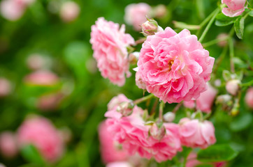 Naklejka na ściany i meble Beautiful pink climbing roses in spring in the garden