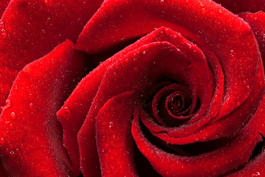 bright rose lovely Bud / macro photo holiday flower