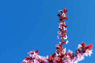 flowering apricot spring flowers / early spring the bright colors of the revival of plants