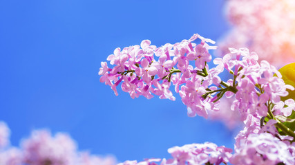bright lilac bloom on blue sky background / fleeting moment in early summer