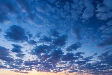 lonely tree in the sunset / early spring field of young corn sunset the rays of the sun