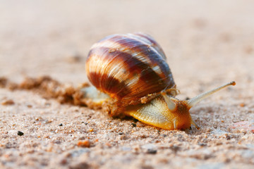 snail crawling on the sand / I just met this creature on the way home