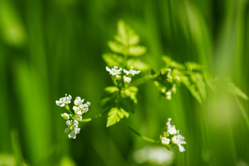 tiny flower close-up natural beauty / bright Sunny day nature photo