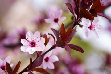 flowering apricot spring flowers / early spring the bright colors of the revival of plants