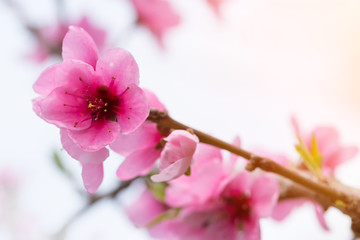 Fototapeta na wymiar flowering apricot spring flowers / early spring the bright colors of the revival of plants