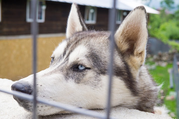 Husky at the Fence