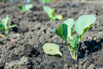 Seedlings of early cabbage in the wells in the garden planting early spring