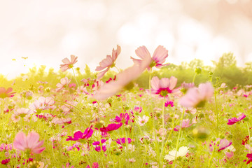 Pink cosmos flowers soft and blurred background