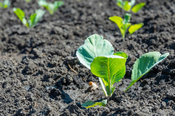 Seedlings of early cabbage in the wells in the garden planting early spring