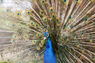 Obraz premium Portrait of a beautiful peacock bird with colorful feathers.