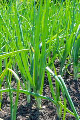 Obraz premium green onions growing in the garden in the garden in the garden in the spring of may