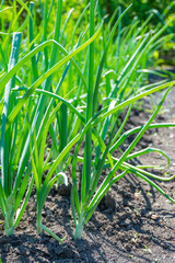green onions growing in the garden in the garden in the garden in the spring of may
